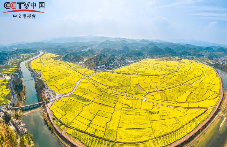 贵州贵定：千亩油菜绽金浪 满目春光入画来